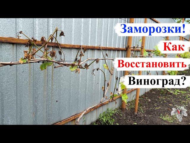 Как ВОССТАНОВИТЬ ВИНОГРАД после ЗАМОРОЗКОВ?