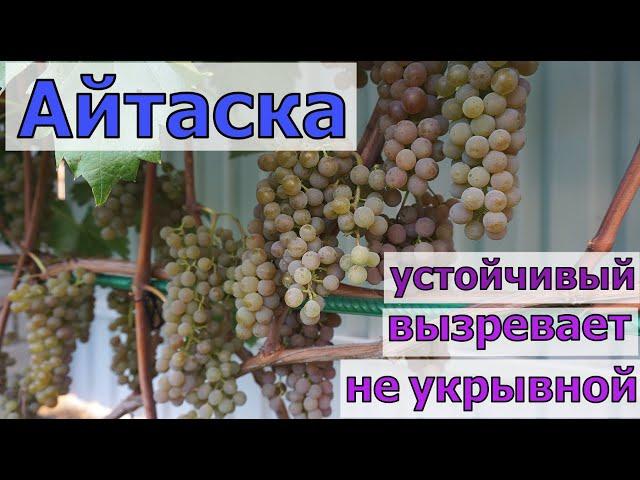 Виноград Ай Таска. Технический не укрывной  сорт .