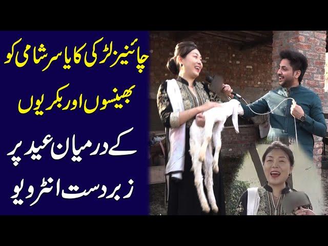 Chinese larki ka Yasir Shami ko bhenson aur  bakriyon k darmeyan Eid pr zabardast interview...