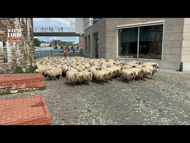 HERDER LOOPT MET SCHAPEN DOOR CENTRUM