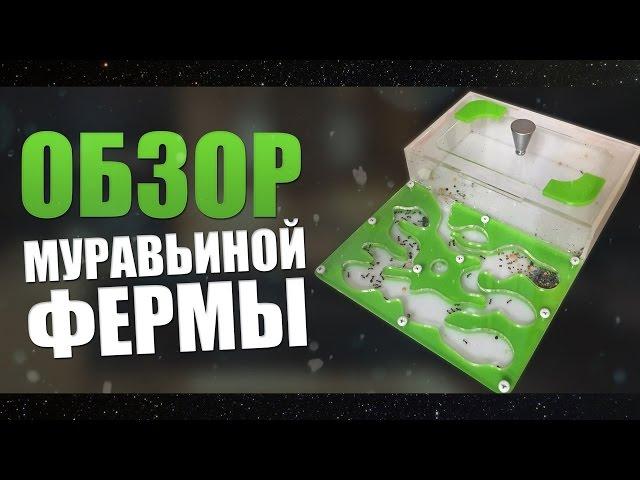 Обзор муравьиной фермы  | формикарий | antplanet