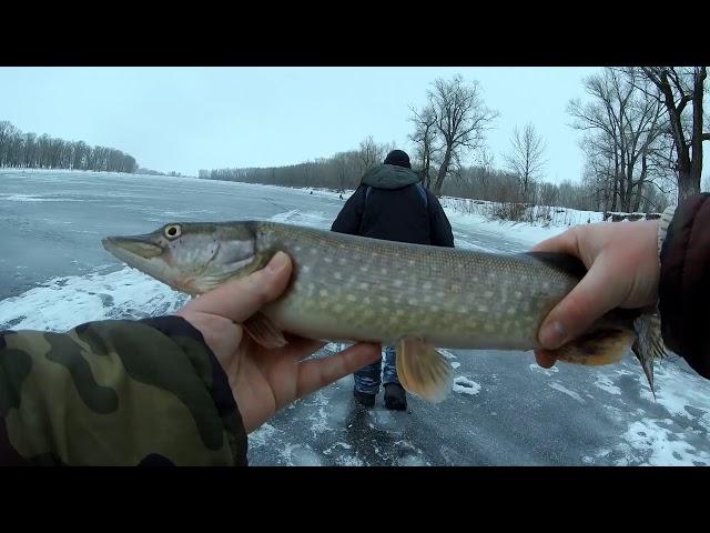 Эта БЛЕСНА сделала Всю РЫБАЛКУ! ЗИМНЯЯ РЫБАЛКА 2018. Ловля окуня зимой на блесну, балансир