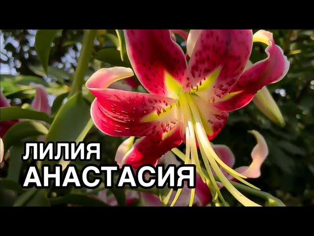 Шикарная Лилия АНАСТАСИЯ