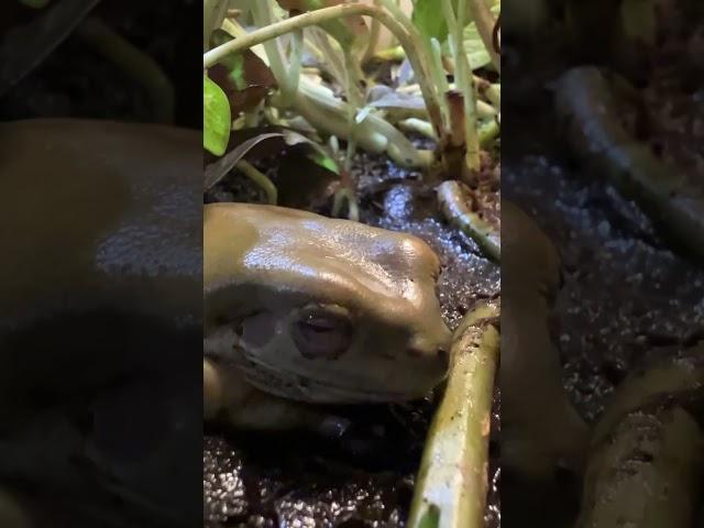 Царевна #москва #shortvideo #zoolife #zooanimals #zoo #экзотика #лягушка #царевна #звезда #зверобой