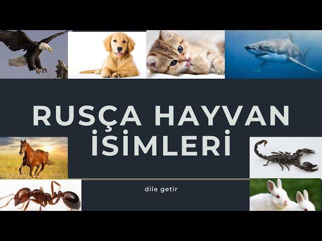 RUSÇA HAYVAN İSİMLERİ - ЖИВОТНЫЕ НА ТУРЕЦКОМ ЯЗЫКЕ