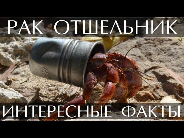 Рак-Отшельник - интересные факты