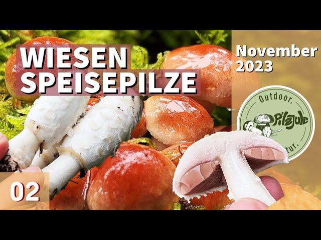 Wiesen Speisepilze | Champignons, Spargelpilze & mehr | Pilze im November 2023 | EP02