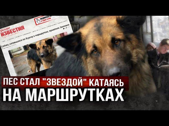 Бездомный немец катался в маршрутках один  и попал на первые полосы газет 