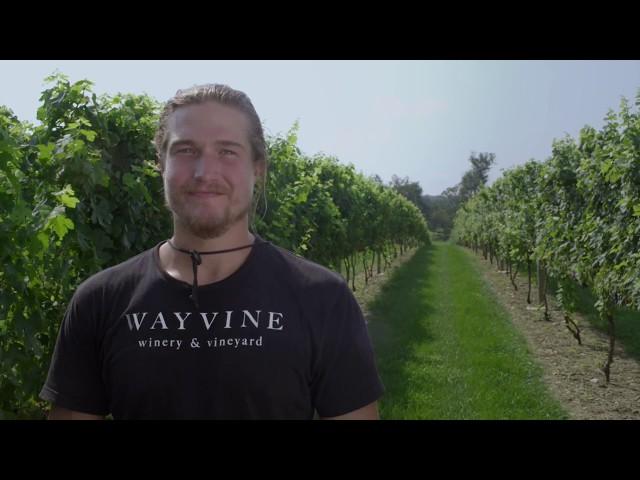 Meet the Winemakers: The Wilson Brothers from Wayvine Winery
