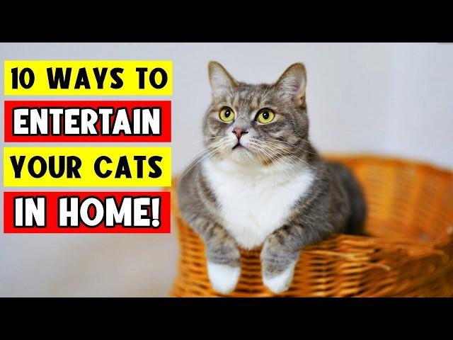 10 Ways to ENTERTAIN YOUR CAT Indoors! 