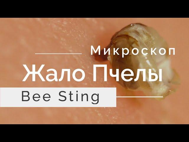 Живое Жало пчелы под микроскопом Living Bee Sting under the Microscope