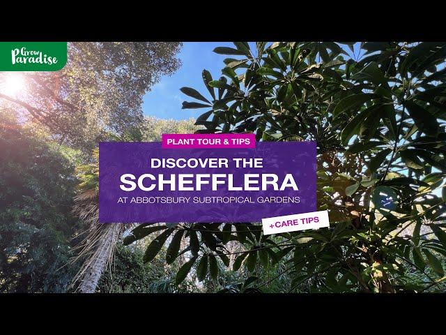 Discover Schefflera in Subtropical Forest | Care & Propagation Tips