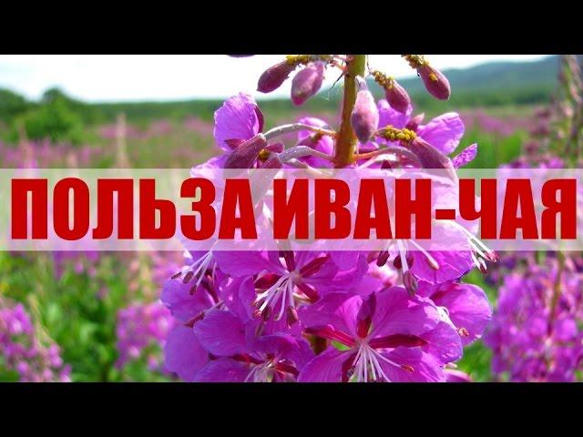 Иван-чай Польза