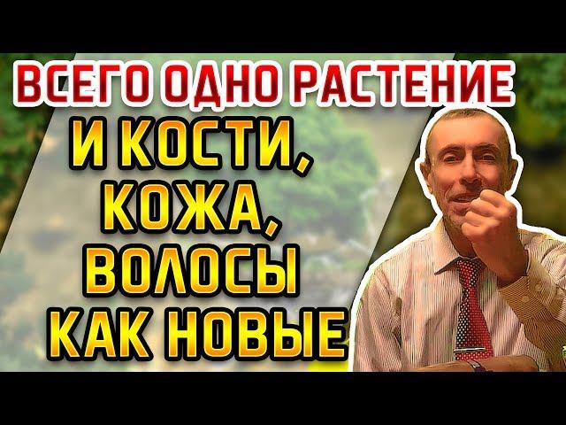 ВСЕГО ОДНО РАСТЕНИЕ И КОЖА, КОСТИ, ВОЛОСЫ КАК НОВЫЕ! Кофе, ячмень, средство от переломов, остеопороз