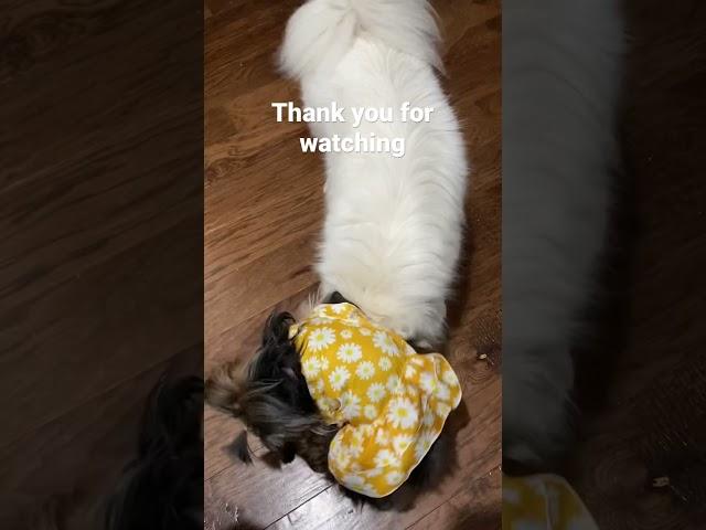 My little Yorkie Mishka