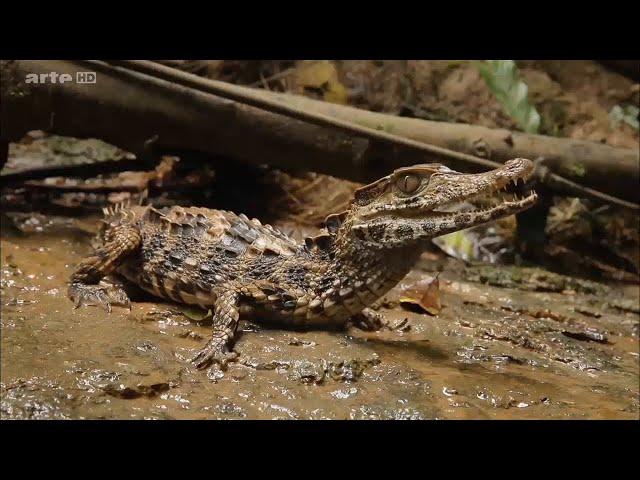 La forêt vierge de l'amazonie péruvienne