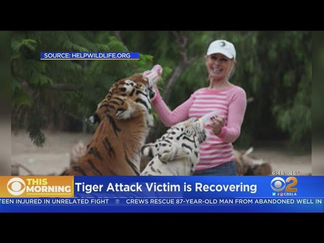 Moorpark Woman Recovering After Being Attacked By Tigers At Animal Sanctuary