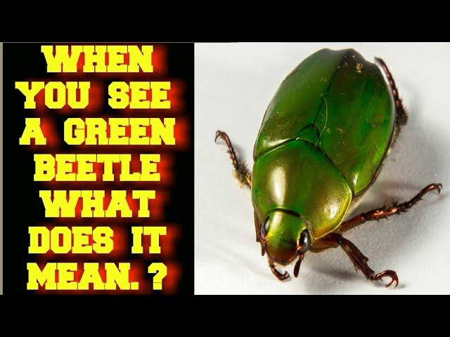 WHEN YOU SEE A GREEN BEETLE WHAT DOES IT MEAN ?