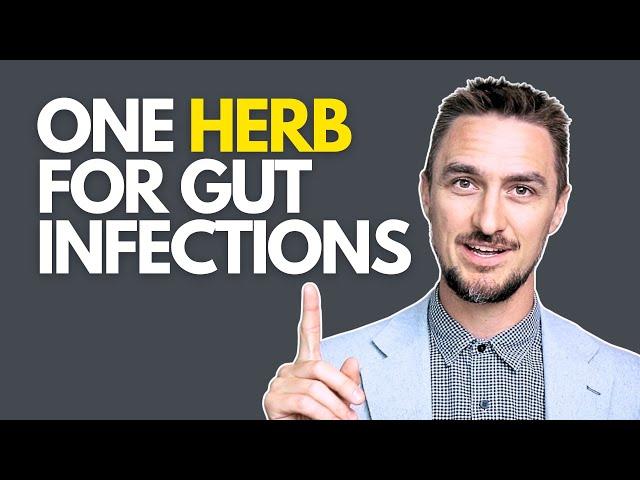 This herb for GUT Infections