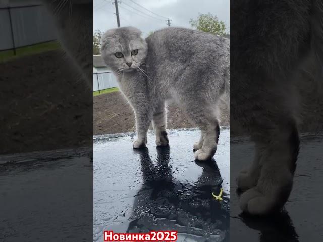 Мия #music #funny #remix #comedy #memes #novel #humor #fun #sketch