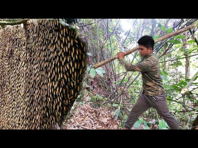 Exploiting wild bees and the dangers of wild bee nests