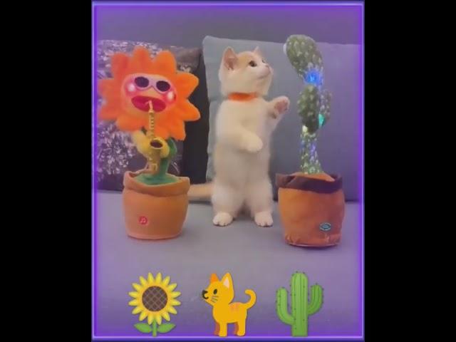 Cat scared of cactus and sunflower toys