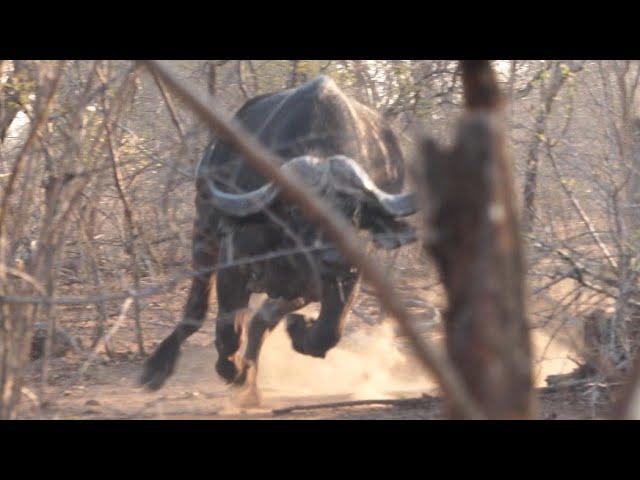 Almost Buffalo Charge!!! Hunting Buffalo in Zimbabwe / Episode 1