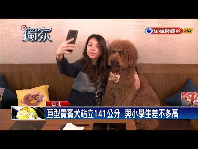 巨型貴賓犬  站立高有141公分重26公斤－民視新聞