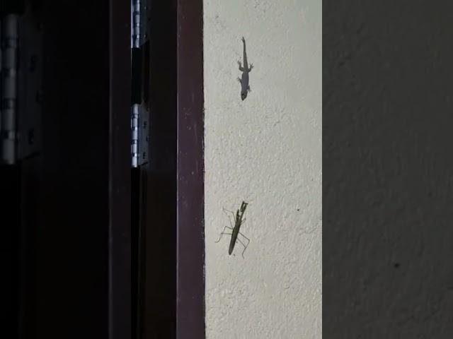 praying mantis vs lizard.. #shortvideo #enjoy #viral #amazing