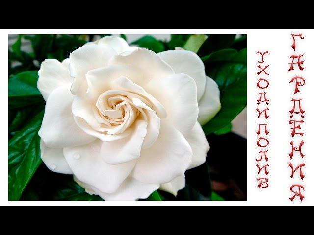 Гардения ( Gardenia ) уход и полив