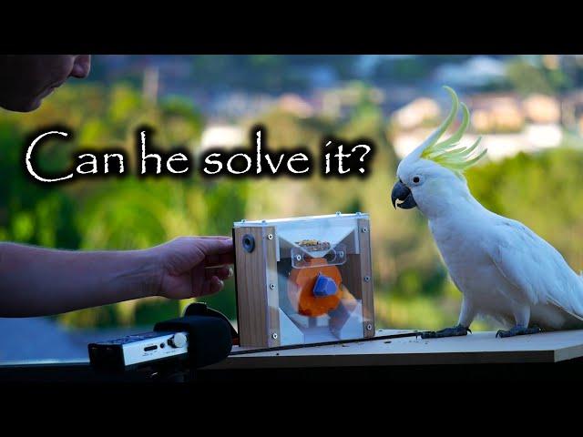 Only SOME Cockatoos can solve this puzzle. Why?