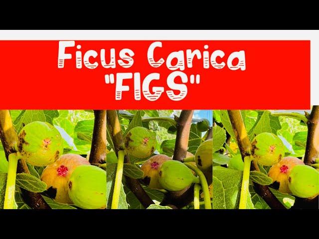 Figs “ FICUS CARICA” One of the fruits mentioned in the Bible #figs #fruit #new jersey