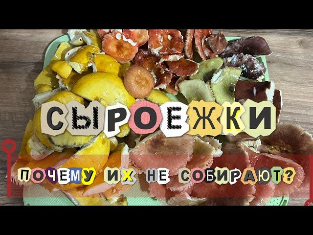 Сыроежки - вкусные грибы! Как готовить? Готовим грибы, ужин 🫶