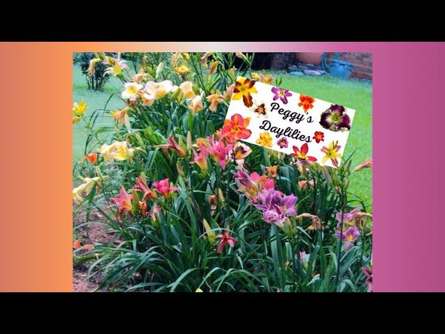 Charming Daylilies Garden Tour- Featuring Peggy’s Daylilies