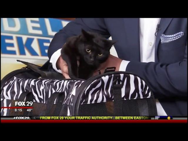 Pam Johnson-Bennett  on Fox Philadelphia for the CatWise Cat Cafe Tour