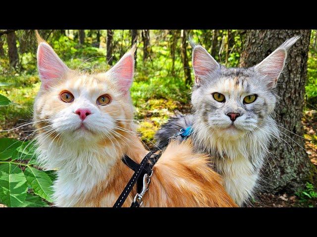 Mama Freya and Kitten Ada's First Forest Adventure!