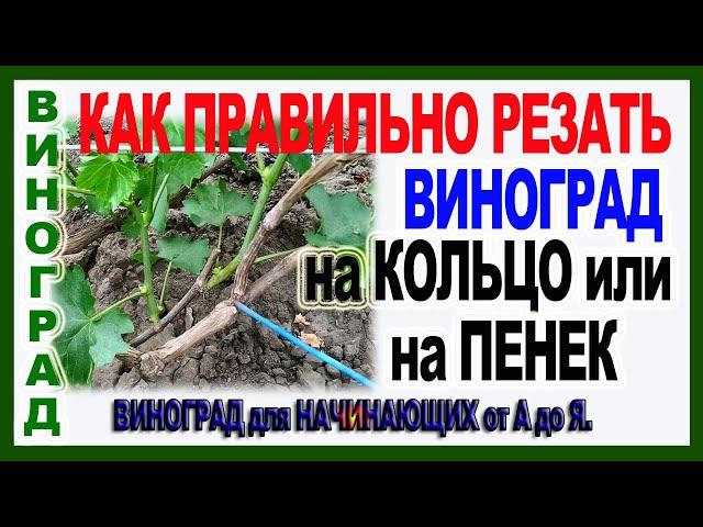   А как это делаешь ты? На кольцо или на пенек? Как правильно обрезать лозу винограда?