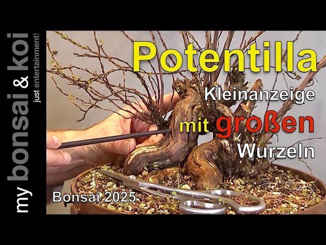 Bonsai 2025 Potentilla five-finger shrub classified ad with large roots