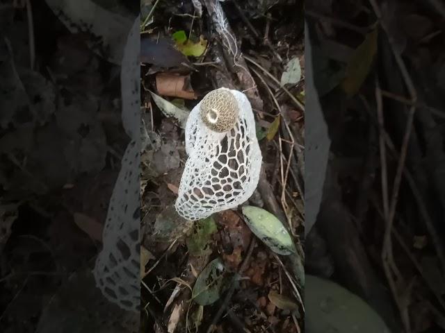 Stinkhorn Mushroom