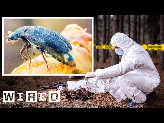 How Entomologists Use Insects to Solve Crimes | WIRED