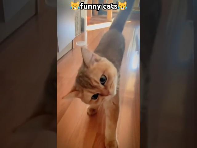 what are you doing#funny #pets #catcomedy #catvideos #cat#catshorts #funnyanimal #catlover#funnycat