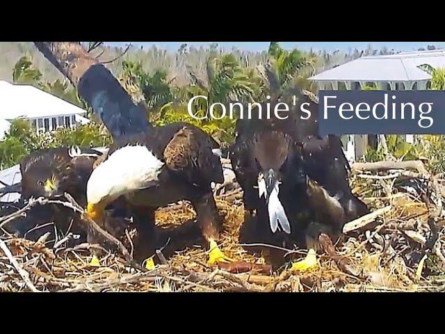 #505Captiva Eagle Nest／CliveConnie／Dasher & Dancer ／Window To Wildlife／Captiva Eagle Cam