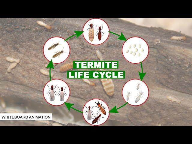 THE LIFE CYCLE OF THE TERMITE