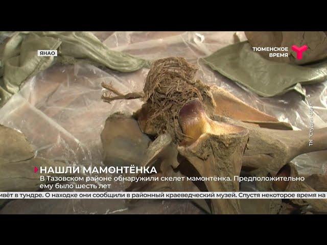 В Тазовском районе нашли скелет и хобот мамонтёнка