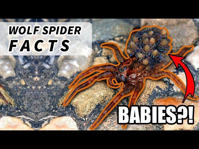 Wolf Spider Facts: the size of a TARANTULA ️ | Animal Fact Files