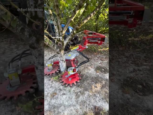Mechanical Suckers Remover For Orchards EcoCut360 || #agriculture #orchards #prunning #shorts