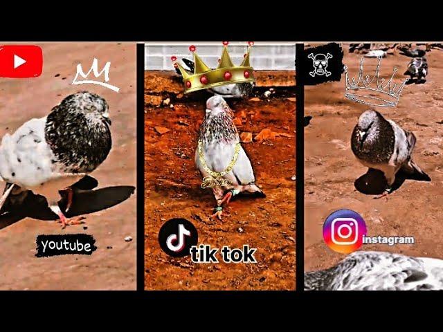 kabootar ka video !! tik tok video !!kabootar ka new video#video #viral #youtubeshorts