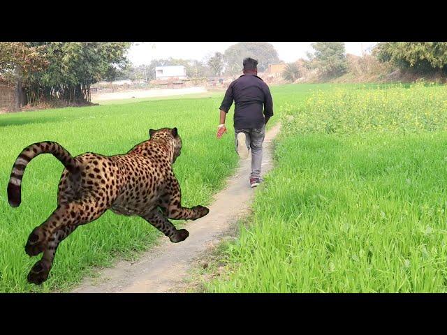 Tiger attack in real life green screen effect animation video