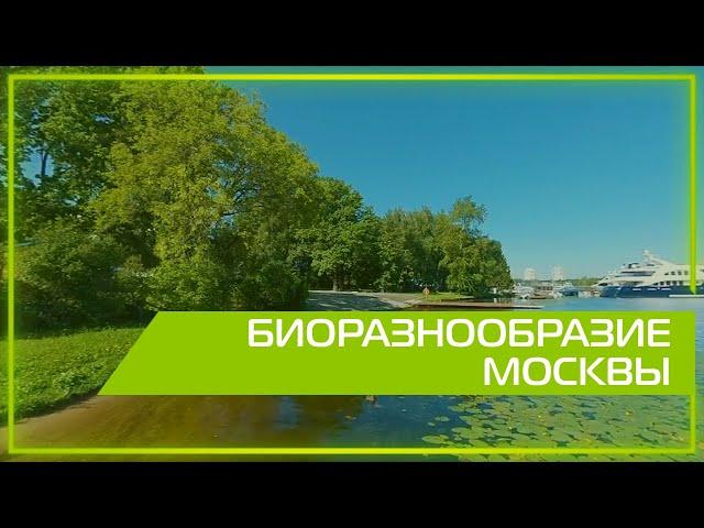 Видео 360 | Биоразнообразие Москвы