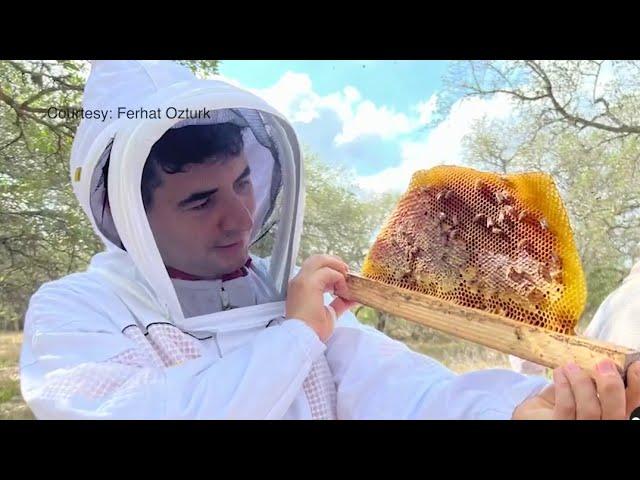 UTSA professor testing Texas honey to find the ones with the best healing properties